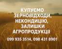 Кукуруза