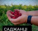 Саженцы деревьев и кустарников