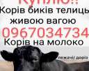 Крупный рогатый скот